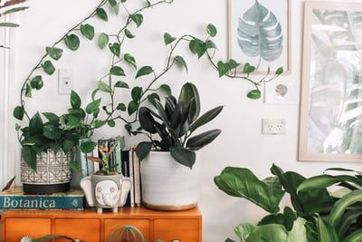 Plant Lover? 4 Important Things You Need To Know About Arboriculture